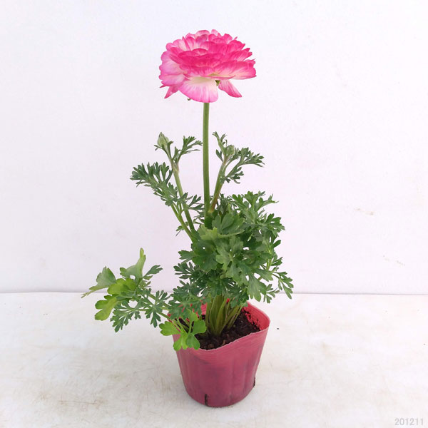 草花の苗 ラナンキュラス 小春びより バイオレットバイカラー3.5号ポット |  | 01