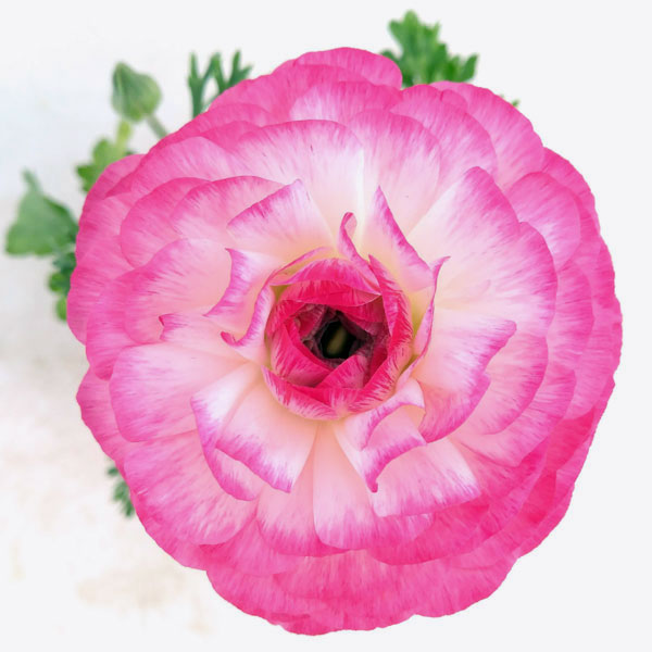 草花の苗 ラナンキュラス 小春びより バイオレットバイカラー3.5号ポット |  | 02