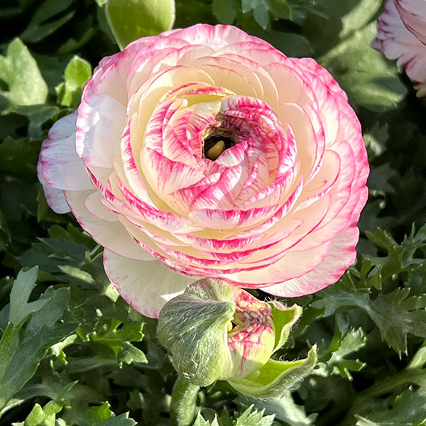 草花の苗 ラナンキュラス 小春びより バイオレットバイカラー3.5号ポット |  | 08