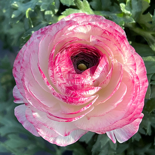 草花の苗 ラナンキュラス 小春びより バイオレットバイカラー3.5号ポット |  | 09