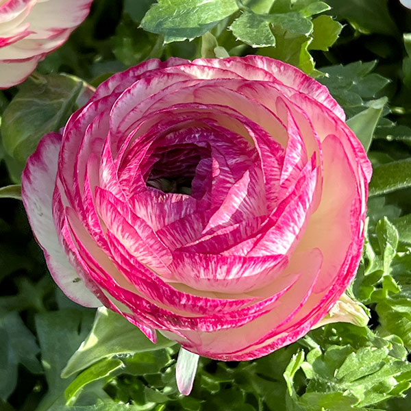 草花の苗 ラナンキュラス 小春びより バイオレットバイカラー3.5号ポット |  | 03