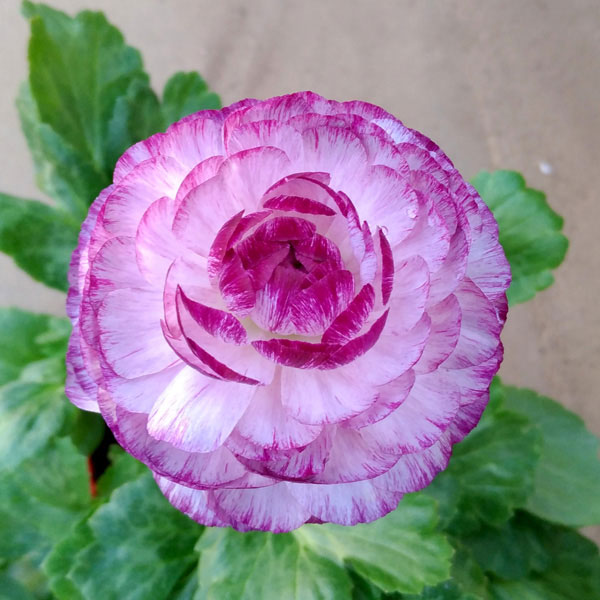 草花の苗 ラナンキュラス 小春びより バイオレットバイカラー3.5号ポット |  | 04