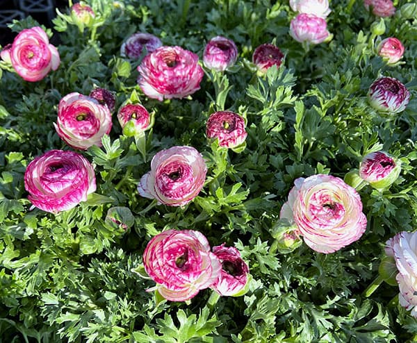 草花の苗 ラナンキュラス 小春びより バイオレットバイカラー3.5号ポット |  | 05