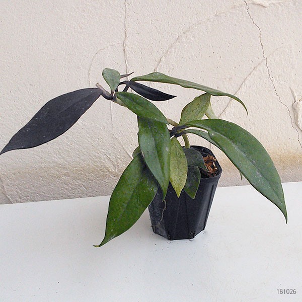 観葉植物 ホヤ プビカリックス ロイヤルハワイ...の詳細画像5