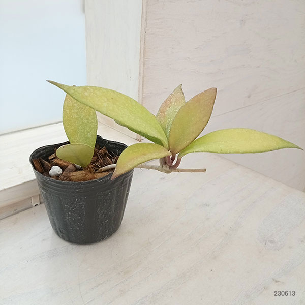 観葉植物 ホヤ プビカリックス ロイヤルハワイ...の詳細画像1