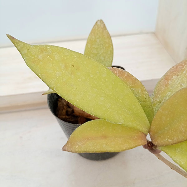 観葉植物 ホヤ プビカリックス ロイヤルハワイ...の詳細画像2