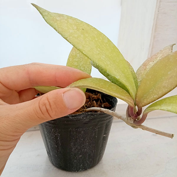 観葉植物 ホヤ プビカリックス ロイヤルハワイ...の詳細画像3