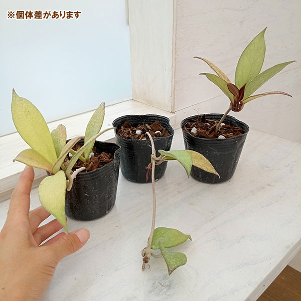観葉植物 ホヤ プビカリックス ロイヤルハワイ...の詳細画像4