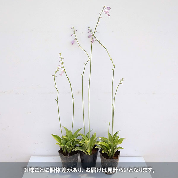 草花の苗/ギボウシ（ホスタ・中大型種）：クロッサリーガル5号ポット｜engei｜05