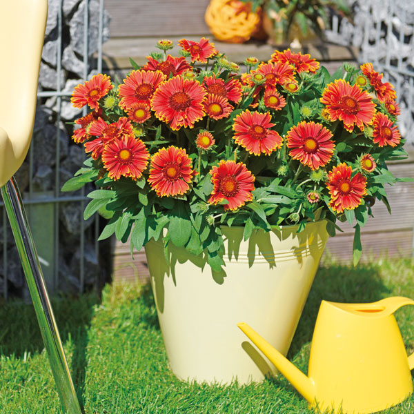 草花の苗/ガイラルディア：スピントップ イエロータッチ3.5号ポット* 237529園芸ネット 通販 Yahoo!ショッピング