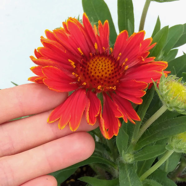 草花の苗/ガイラルディア：スピントップ イエロータッチ3.5号ポット* 237529園芸ネット 通販 Yahoo!ショッピング