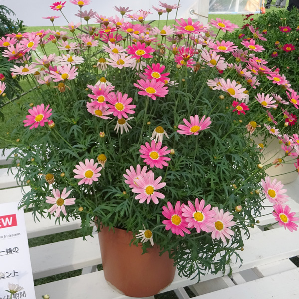 草花の苗 マーガレット ストロベリーホイップ4号ポット* |  | 09