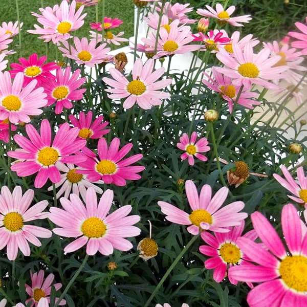 草花の苗 マーガレット ストロベリーホイップ4号ポット* |  | 11