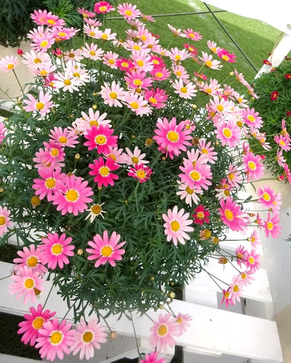 草花の苗 マーガレット ストロベリーホイップ4号ポット* |  | 12