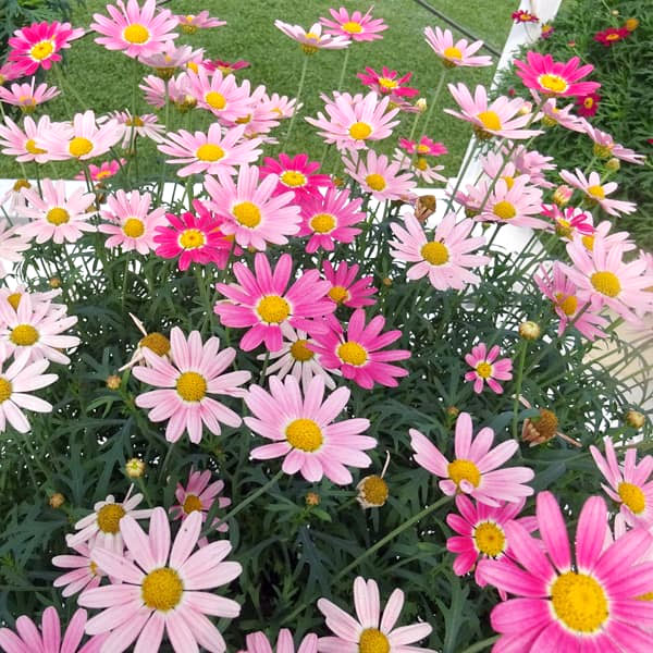 草花の苗 マーガレット ストロベリーホイップ4号ポット* |  | 13