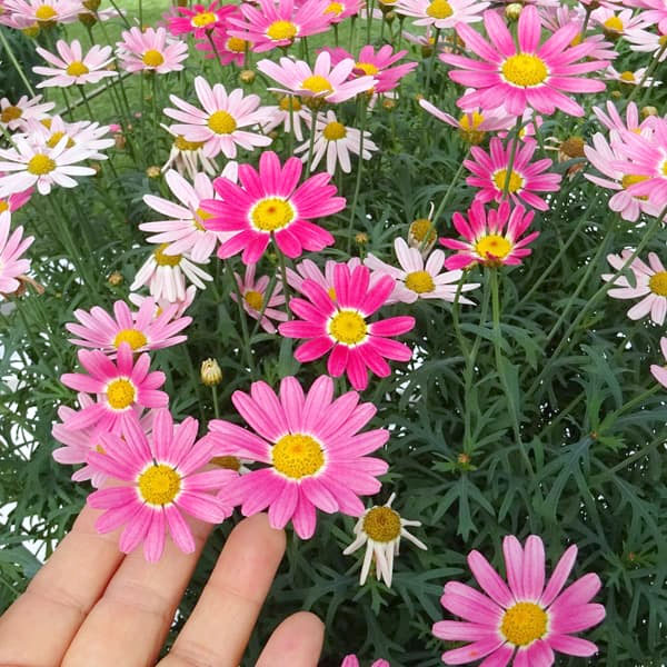 草花の苗 マーガレット ストロベリーホイップ4号ポット* |  | 14