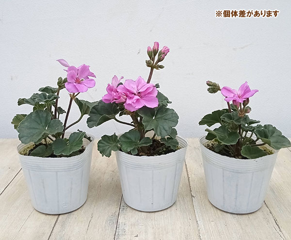 草花の苗 26年10月中下旬予約 ゼラニウム ...の詳細画像3