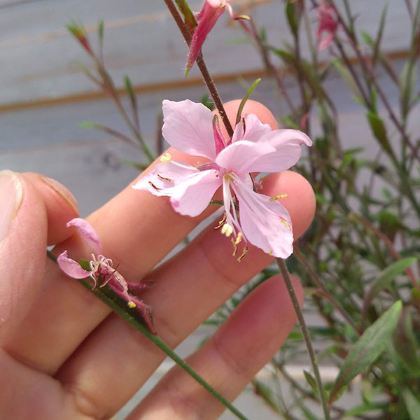 定番人気 草花の苗 コンパクトガウラ 白蝶草 フェアリーズソング3号ポット Whitesforracialequity Org