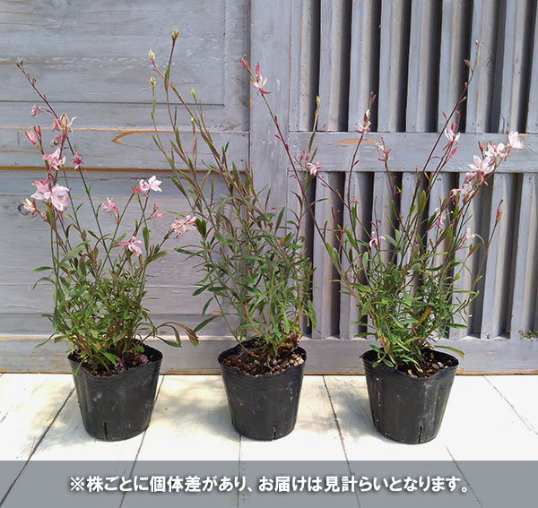 定番人気 草花の苗 コンパクトガウラ 白蝶草 フェアリーズソング3号ポット Whitesforracialequity Org