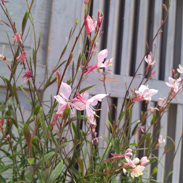 新品未使用正規品 草花の苗 コンパクトガウラ 白蝶草 フェアリーズソング3号ポット Aynaelda Com