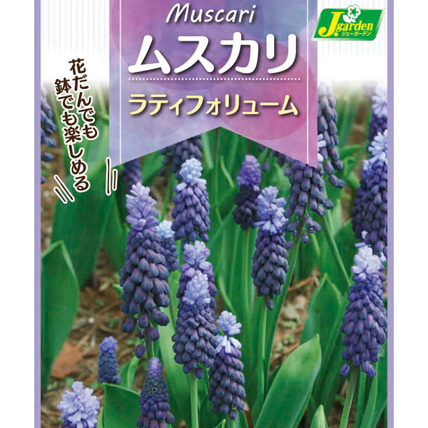 球根 26年9月中下旬予約 ムスカリ ラティフ...の詳細画像1