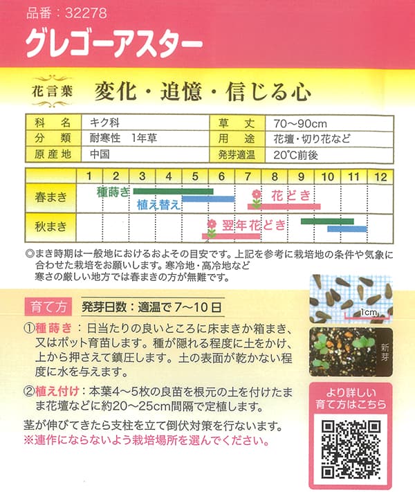 アスター グレゴーアスター 巨大輪 カクタス咲...の詳細画像1