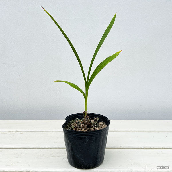 山野草の苗 シラン（紫蘭） 三蝶咲シラン3号ポット : 園芸ネット