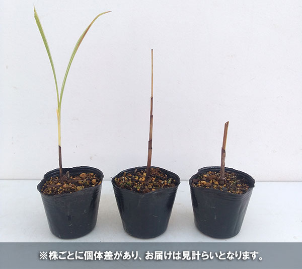 紫蘭の商品一覧 通販 - Yahoo!ショッピング