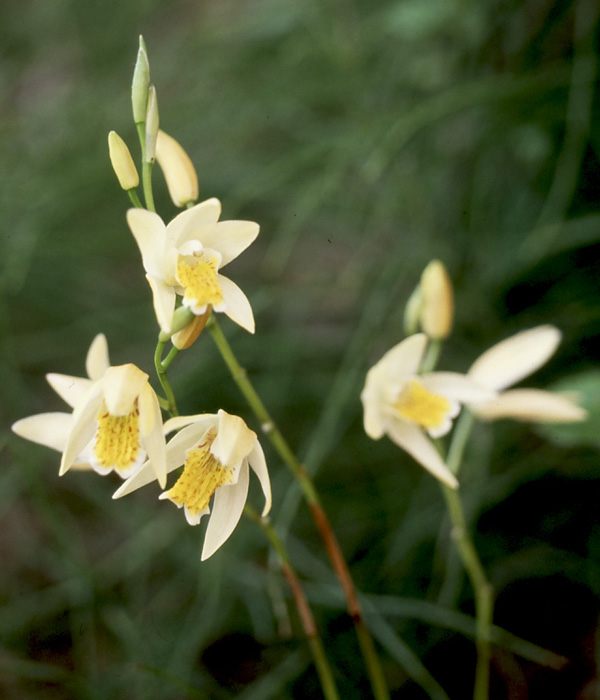 紫蘭のおすすめ人気商品一覧 通販 - Yahoo!ショッピング