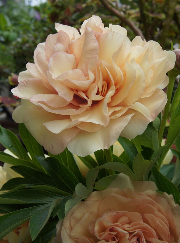 園芸ネット - シャクヤク（芍薬）・ピオニー｜Yahoo!ショッピング