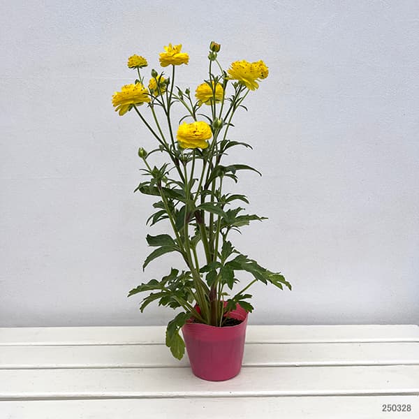 ラナンキュラスラックス ポスポロスのおすすめ人気商品一覧 通販