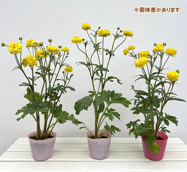 ラナンキュラスラックス ポスポロスのおすすめ人気商品一覧 通販