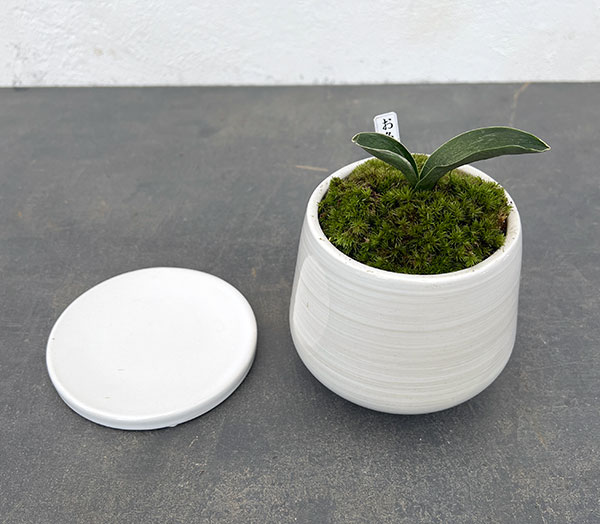 万年青鉢のおすすめ人気商品一覧 通販 - Yahoo!ショッピング