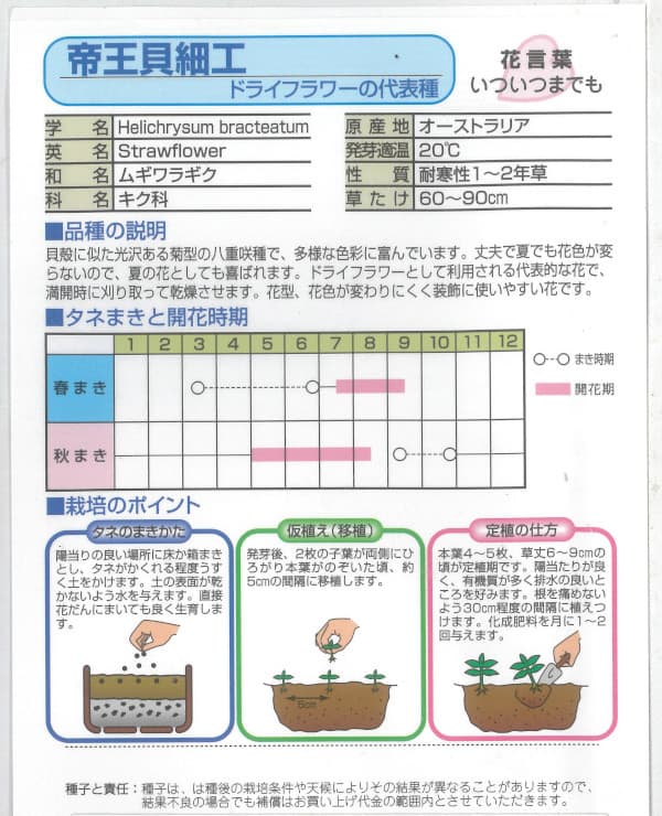 有効期限26年10月 帝王貝細工(ヘリクリサム...の詳細画像1