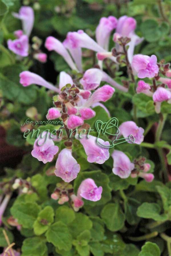 山野草の苗 タツナミソウ 桃花3号ポット : 園芸ネット - 通販 - Yahoo