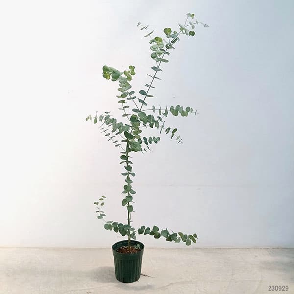 花木 庭木の苗/ユーカリ：アップルボックス6号鉢植え｜engei｜02