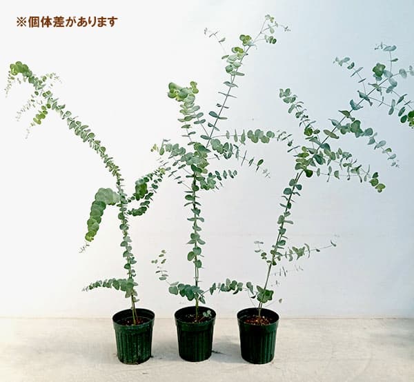 花木 庭木の苗/ユーカリ：アップルボックス6号鉢植え｜engei｜04