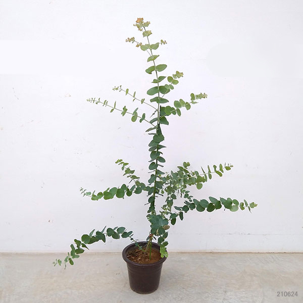 花木 庭木の苗 ユーカリ アップルボックス6号鉢植え 園芸ネット 通販 Yahoo ショッピング