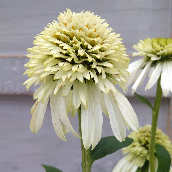 エキナセア 苗（花の苗）｜苗 | 花、ガーデニング のおすすめ