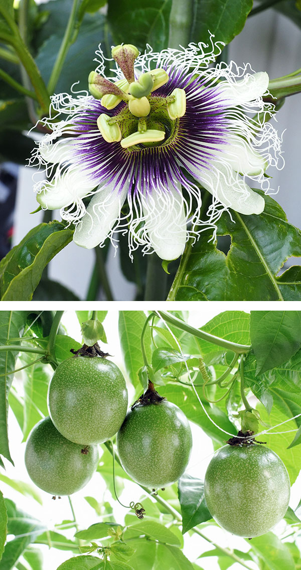果樹の苗/どっさりパッションフルーツ（果物トケイソウ）3.5号ポット 生育旺盛で花つき・実付きがよい品種！ ＊