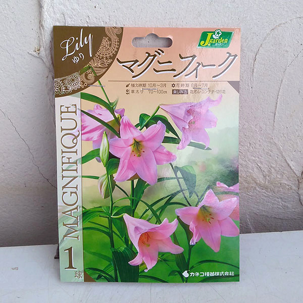 球根 26年10月中下旬予約 ユリ マグニフィ...の詳細画像2