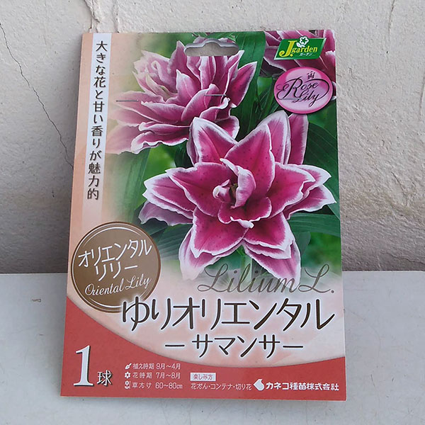 球根 26年10月中下旬予約 ユリ 八重咲きオ...の詳細画像2