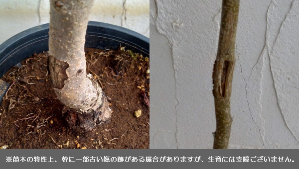 花木 庭木の苗 ライラック ミセス・エドワード...の詳細画像3