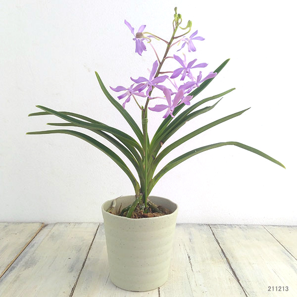 バンダ ラン（鉢花）の商品一覧｜生花 | 花、ガーデニング 通販