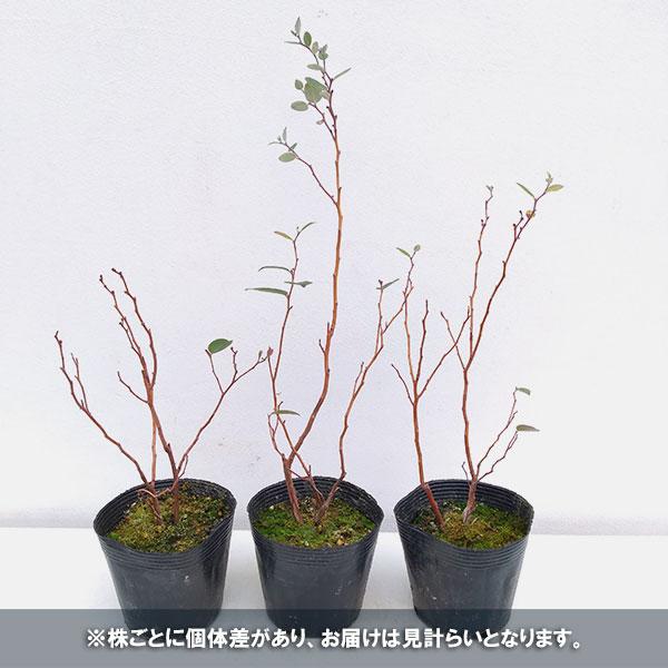花木 庭木の苗/スズランノキ（ゼノビア プルベルレンタ）4〜5号ポット｜engei｜14