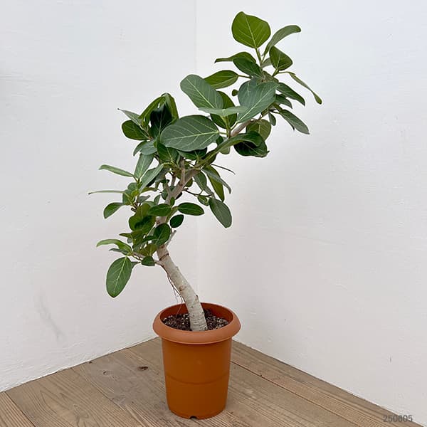 フィカス・ベンガレンシスのおすすめ人気商品一覧 通販 - Yahoo