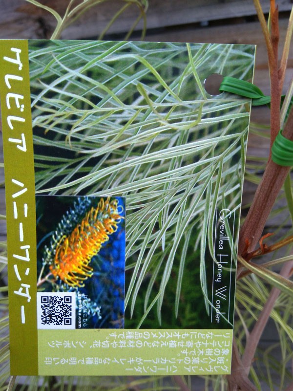 花木 庭木の苗 グレビレア ハニーワンダー 7号鉢植え : 園芸ネット