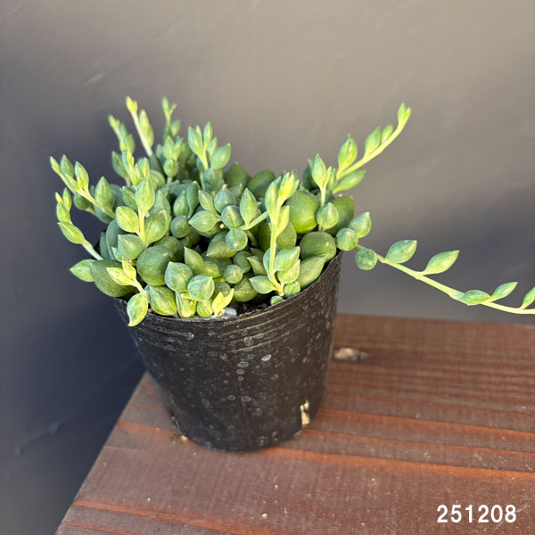観葉植物 セネシオ エンジェルティアーズ 2....の詳細画像1