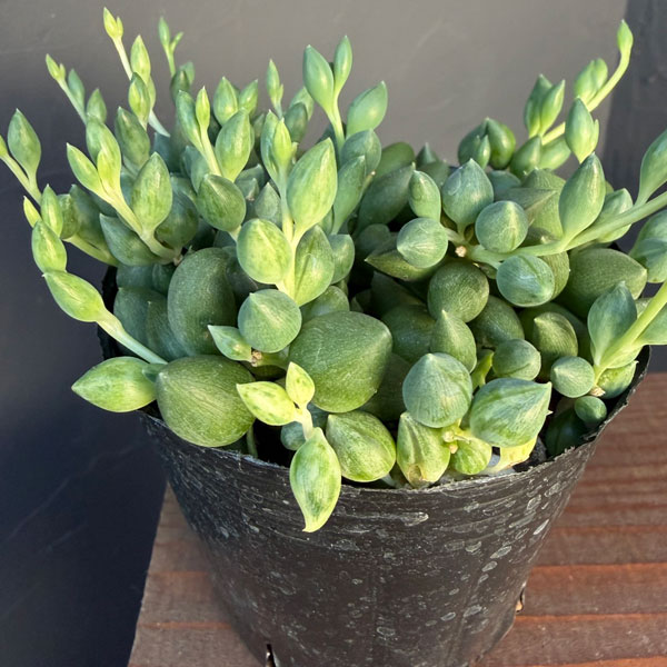 観葉植物 セネシオ エンジェルティアーズ 2....の詳細画像2