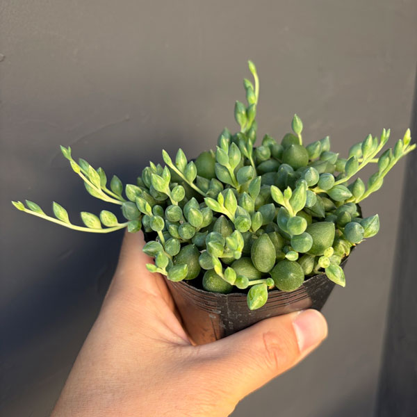 観葉植物 セネシオ エンジェルティアーズ 2....の詳細画像3